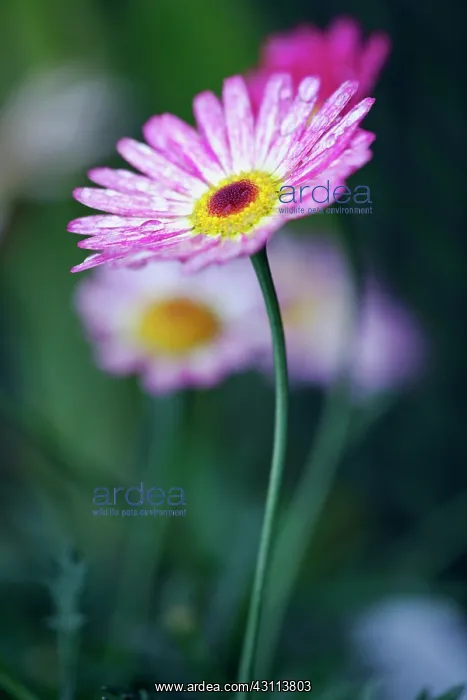 : Daisy, Argyranthemum frutescens LaRita Banana Split : Daisy, Argyranthemum frutescens LaRita Banana Split