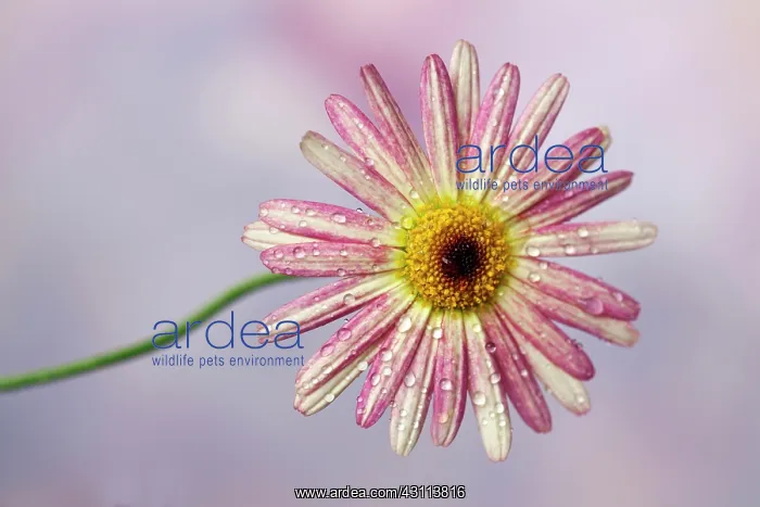 : Daisy, Argyranthemum frutescens LaRita Banana Split : Daisy, Argyranthemum frutescens LaRita Banana Split