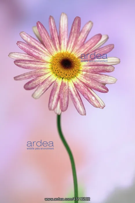 : Daisy, Argyranthemum frutescens LaRita Banana Split : Daisy, Argyranthemum frutescens LaRita Banana Split
