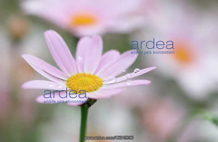 : Daisy, Argyranthemum Petite pink : Daisy, Argyranthemum Petite pink