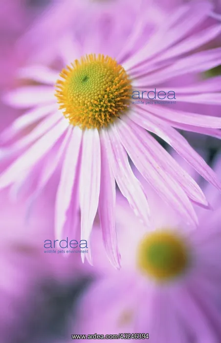 : Daisy, Aster : Daisy, Aster