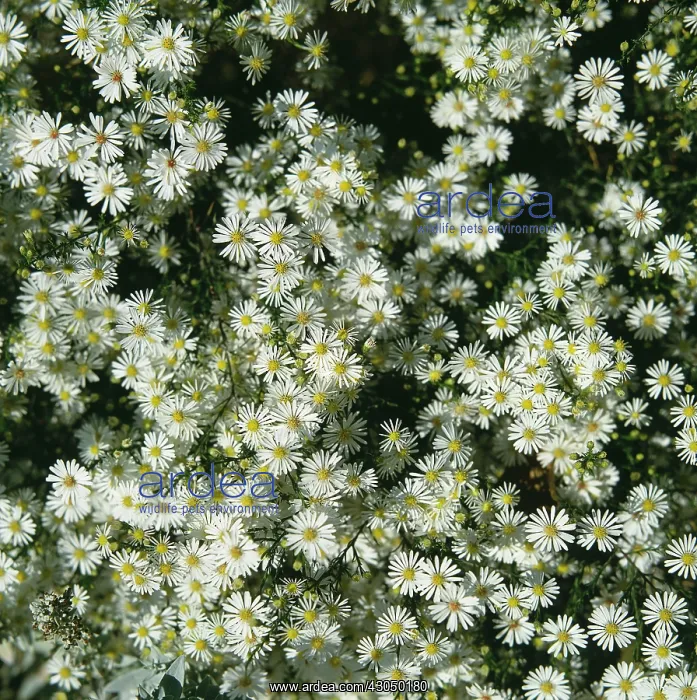 : Daisy, Bellis : Daisy, Bellis