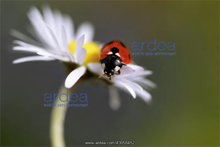 : Daisy, Bellis : Daisy, Bellis