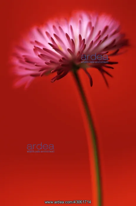 : Daisy, Bellis : Daisy, Bellis
