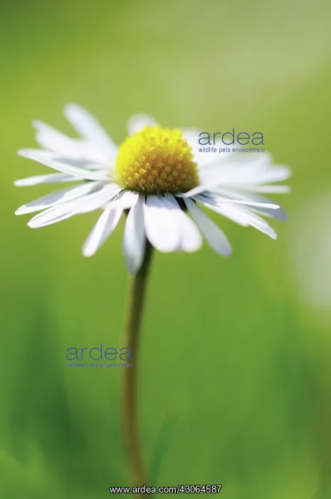  : Daisy, Bellis