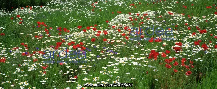: Daisy, Bellis : Daisy, Bellis