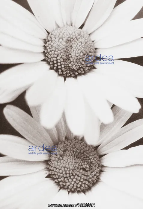 : Daisy, Bellis : Daisy, Bellis