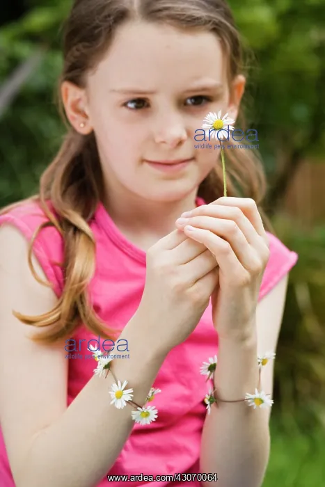 : Daisy, Bellis : Daisy, Bellis
