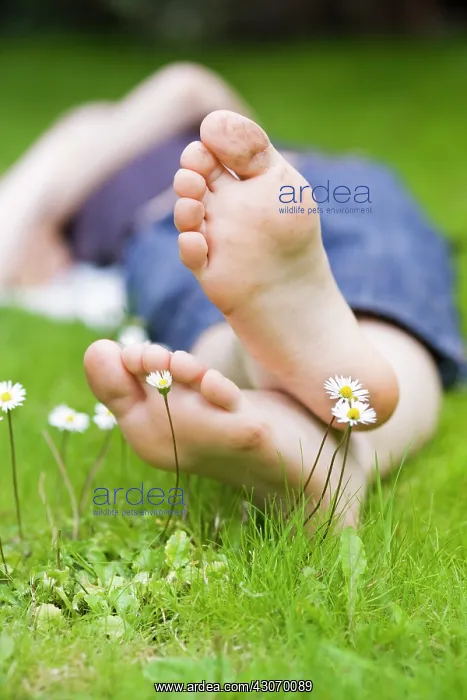 : Daisy, Bellis : Daisy, Bellis