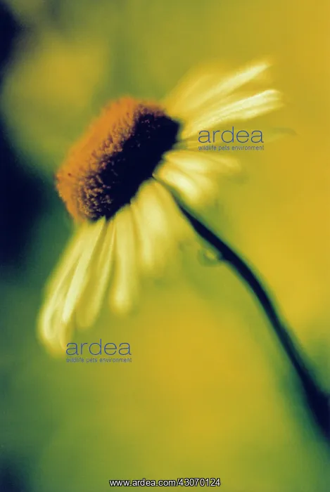 : Daisy, Bellis : Daisy, Bellis