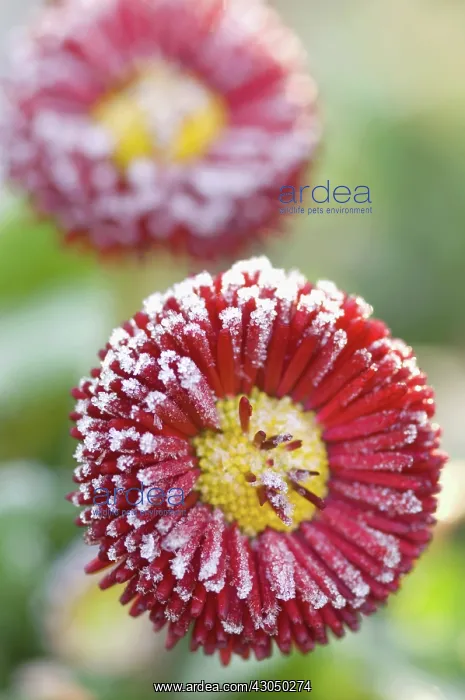 : Daisy, Bellis perennis Bellisima red : Daisy, Bellis perennis Bellisima red