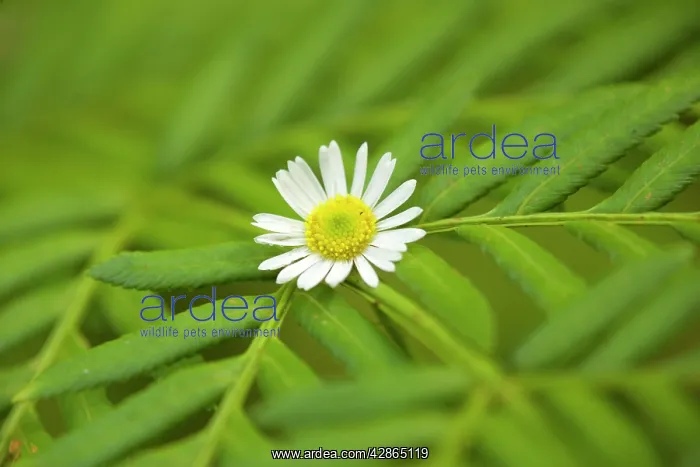 : Daisy - The bloom of a flowering daisy has caught : Daisy - The bloom of a flowering daisy has caught