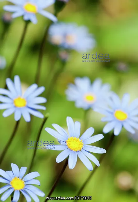 : Daisy, Blue daisy, Felicia amelloides : Daisy, Blue daisy, Felicia amelloides