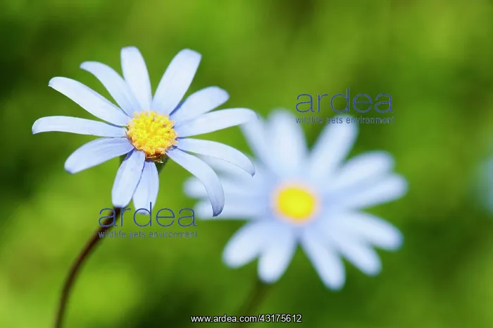 : Daisy, Blue daisy, Felicia amelloides : Daisy, Blue daisy, Felicia amelloides