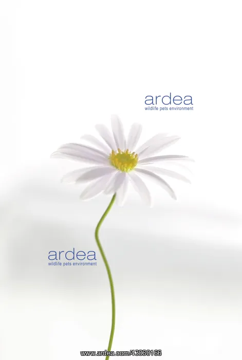 : Daisy, Brachycome : Daisy, Brachycome