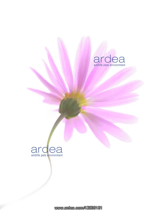 : Daisy, Brachycome : Daisy, Brachycome
