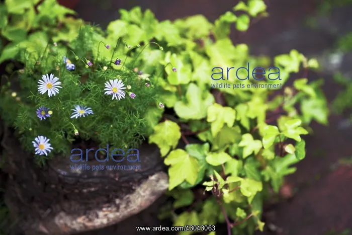 : Daisy, Brachycome iberidifolia : Daisy, Brachycome iberidifolia