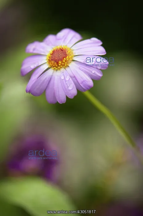 : Daisy, Brachyscome : Daisy, Brachyscome