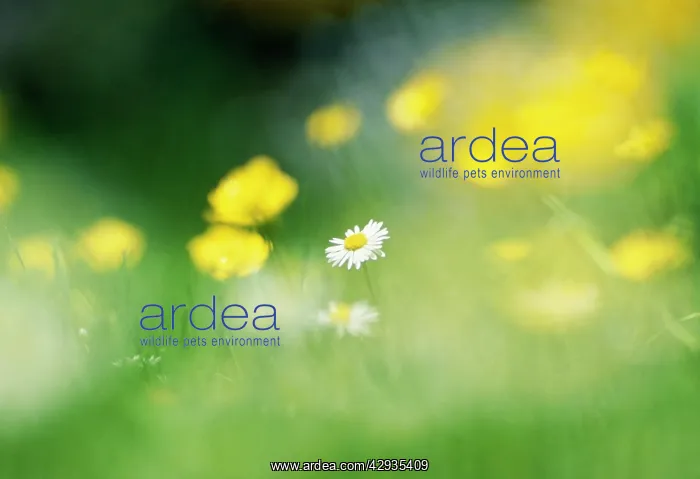 : Daisy & Buttercups in flower meadow : Daisy & Buttercups in flower meadow