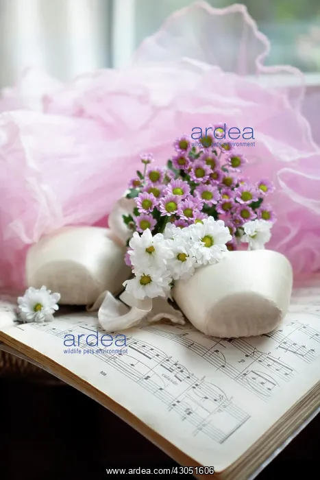 : Daisy, Chrysanthemum : Daisy, Chrysanthemum