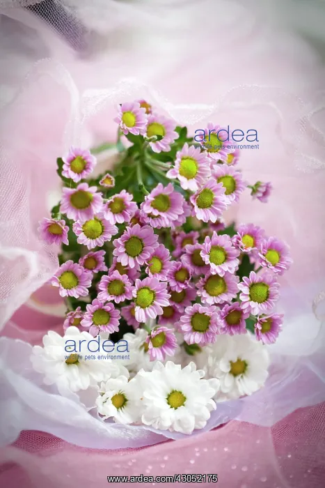 : Daisy, Chrysanthemum : Daisy, Chrysanthemum