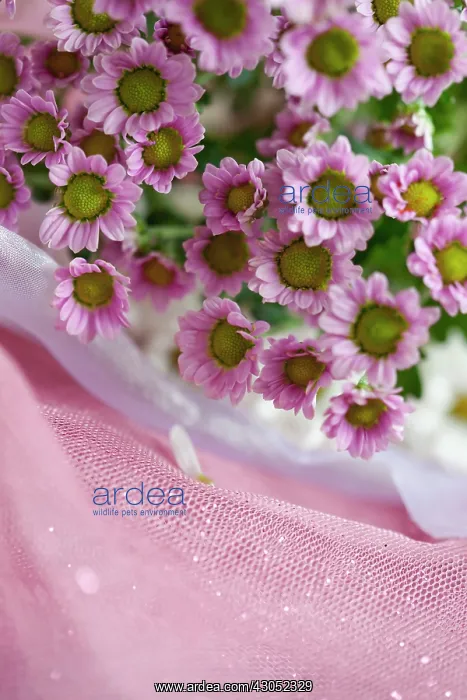 : Daisy, Chrysanthemum : Daisy, Chrysanthemum