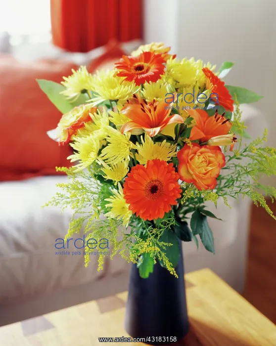 : Daisy, Chrysanthemum, Floral arrangment with orange : Daisy, Chrysanthemum, Floral arrangment with orange