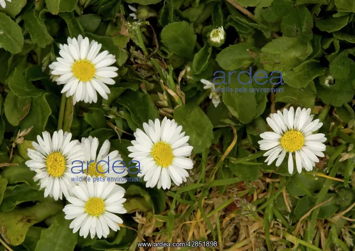 : Daisy. Common plant of lawns and paths : Daisy. Common plant of lawns and paths