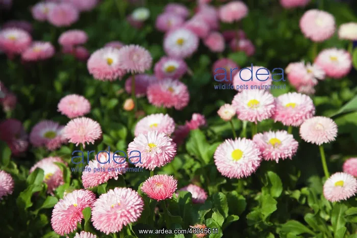 : Daisy, Double : Daisy, Double