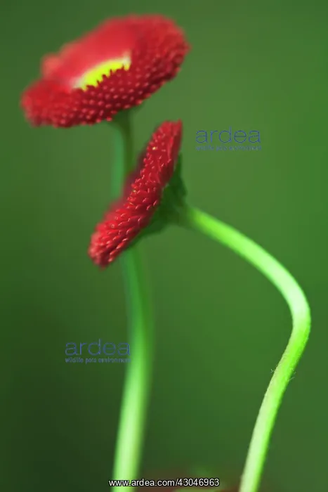 : Daisy, Double : Daisy, Double