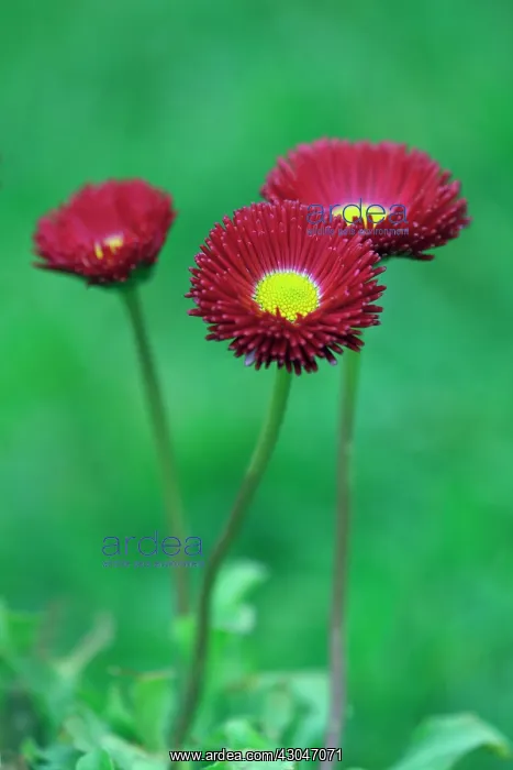 : Daisy, Double : Daisy, Double