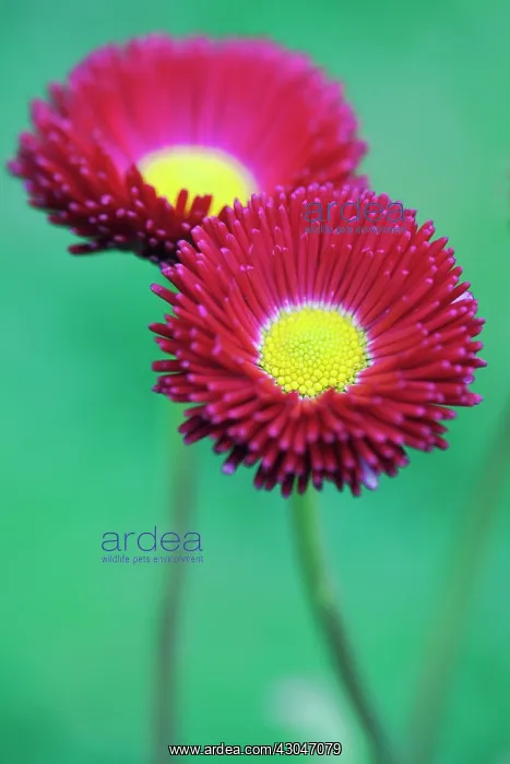 : Daisy, Double : Daisy, Double
