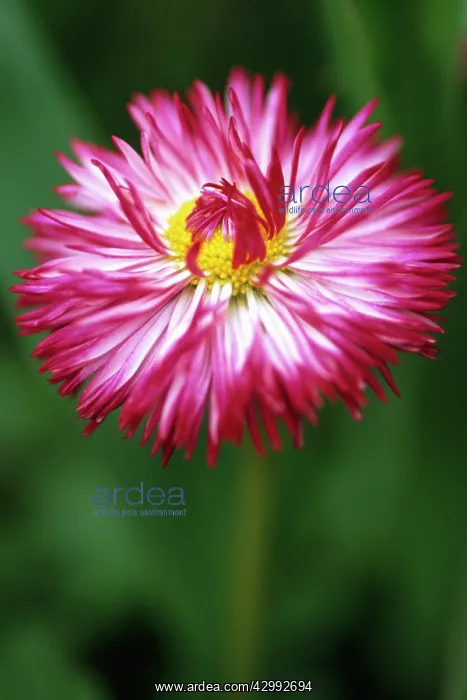 : Daisy, Double, Bellis perennis Tasso series : Daisy, Double, Bellis perennis Tasso series