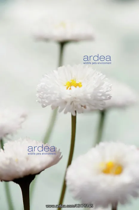 : Daisy, Double, Bellis perennis Tasso series : Daisy, Double, Bellis perennis Tasso series