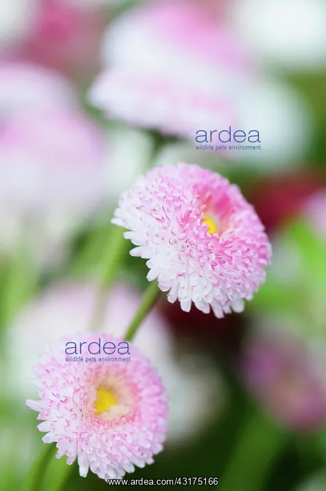 : Daisy, Double, Bellis perennis Tasso series : Daisy, Double, Bellis perennis Tasso series