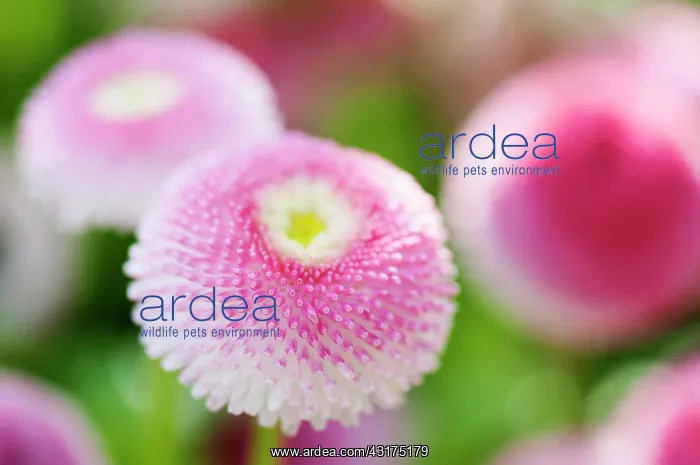 : Daisy, Double, Bellis perennis Tasso series : Daisy, Double, Bellis perennis Tasso series