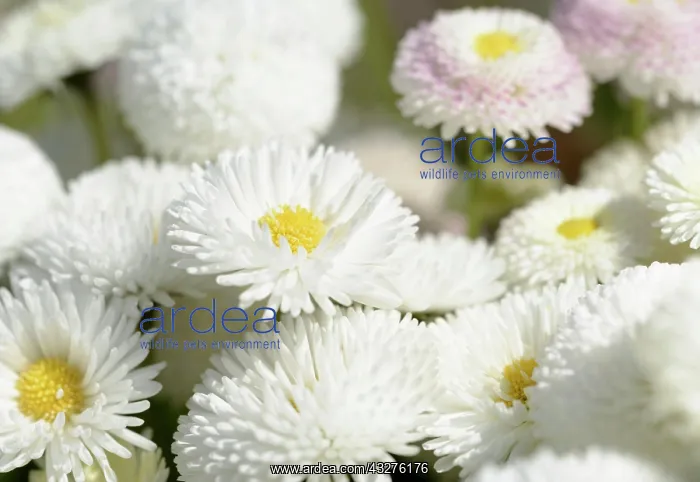 : Daisy, Double daisy, Bellis perennis, White subject : Daisy, Double daisy, Bellis perennis, White subject