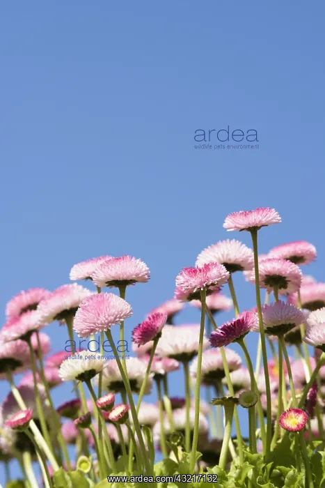 : Daisy, Double daisy, Bellis perennis, Pink subject : Daisy, Double daisy, Bellis perennis, Pink subject