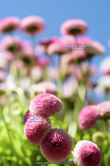 : Daisy, Double daisy, Bellis perennis, Pink subject : Daisy, Double daisy, Bellis perennis, Pink subject