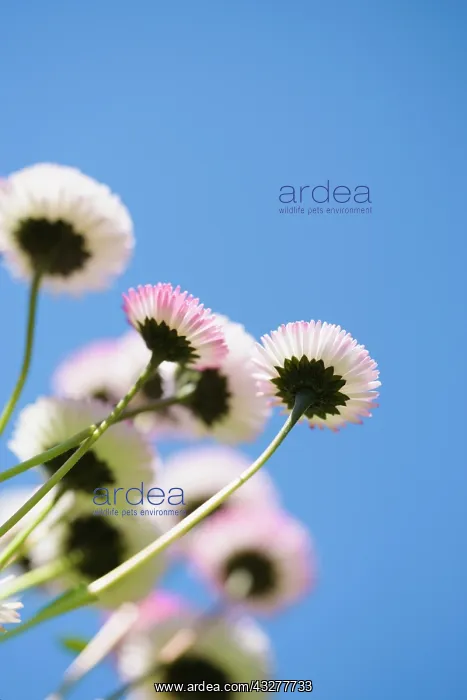 : Daisy, Double daisy, Bellis perennis, Pink subject : Daisy, Double daisy, Bellis perennis, Pink subject