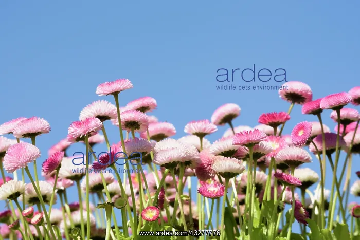 : Daisy, Double daisy, Bellis perennis, Pink subject : Daisy, Double daisy, Bellis perennis, Pink subject