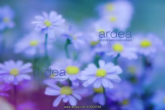 : Daisy, Felicia amelloides : Daisy, Felicia amelloides