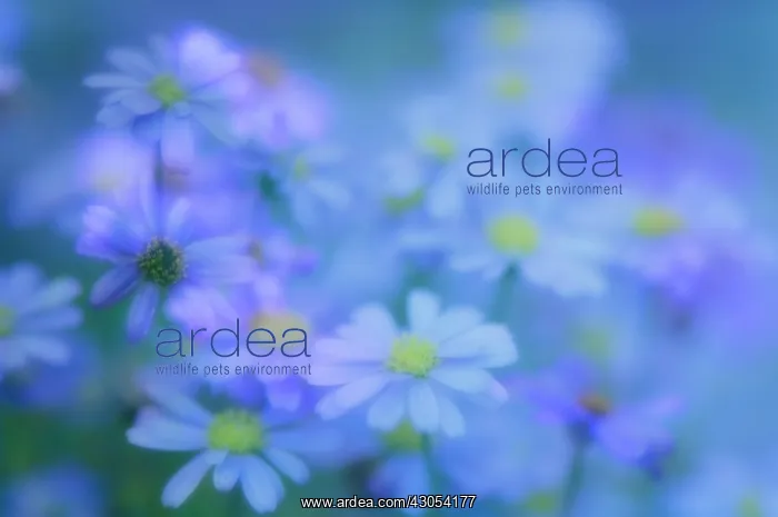 : Daisy, Felicia amelloides : Daisy, Felicia amelloides
