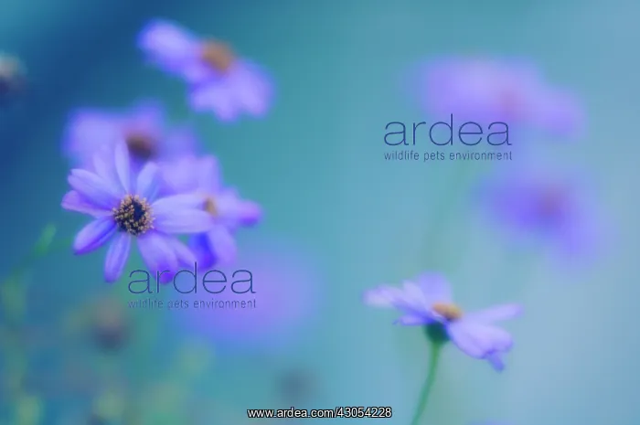 : Daisy, Felicia amelloides : Daisy, Felicia amelloides