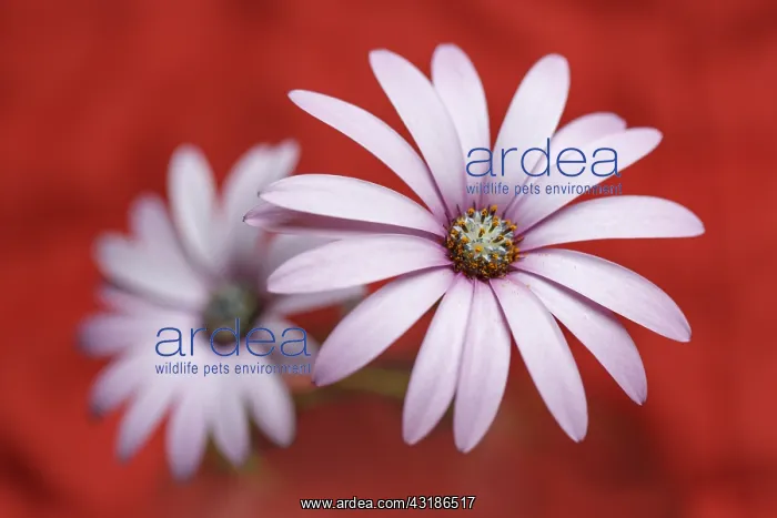 : Daisy flower with color background - Galicia, Spain : Daisy flower with color background - Galicia, Spain