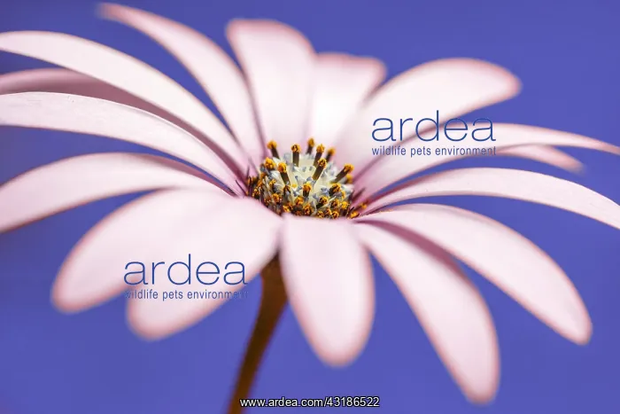 : Daisy flower with color background - Galicia, Spain : Daisy flower with color background - Galicia, Spain