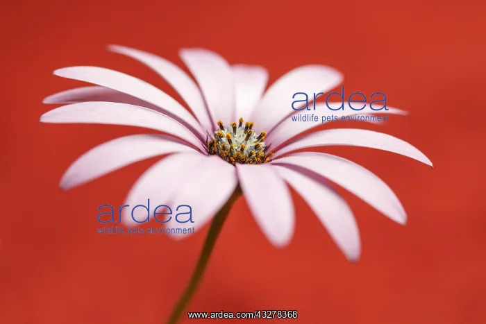 : Daisy flower with color background - Galicia, Spain : Daisy flower with color background - Galicia, Spain