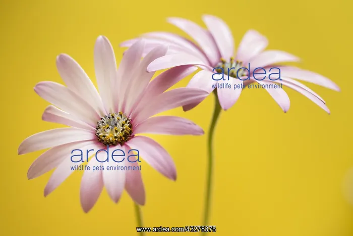  : Daisy flower with color background - Galicia, Spain