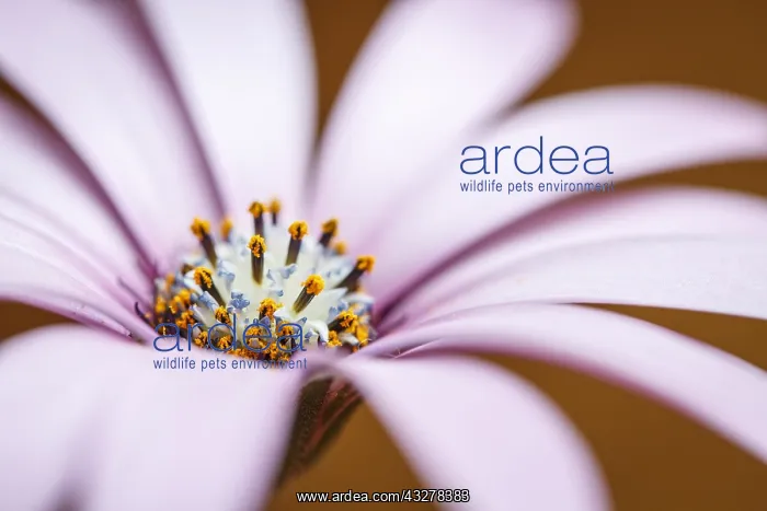: Daisy flower with color background - Galicia, Spain : Daisy flower with color background - Galicia, Spain