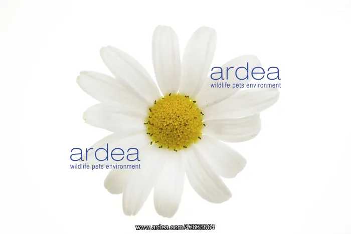 : Daisy flower - on white background : Daisy flower - on white background